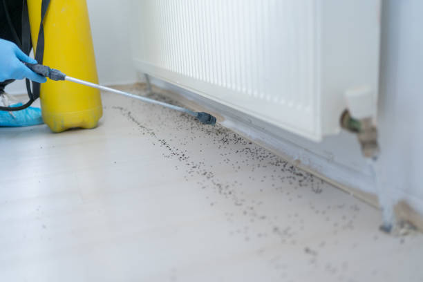 Best Insect Control  in Eudora, KS