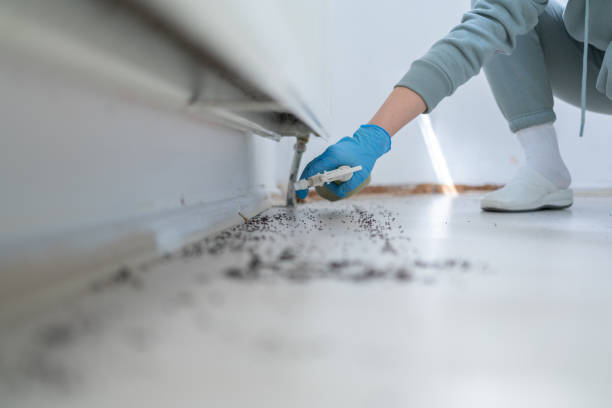 Best Termite Control Services  in Eudora, KS
